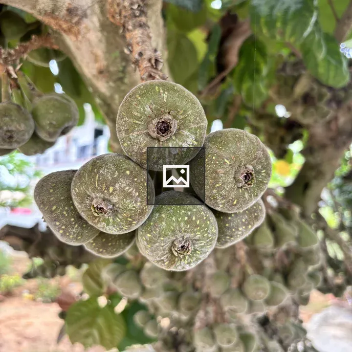 Cluster of Green Figs on Branch