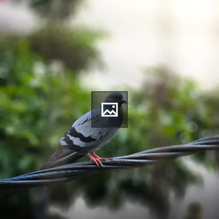 Pigeon on a Wire