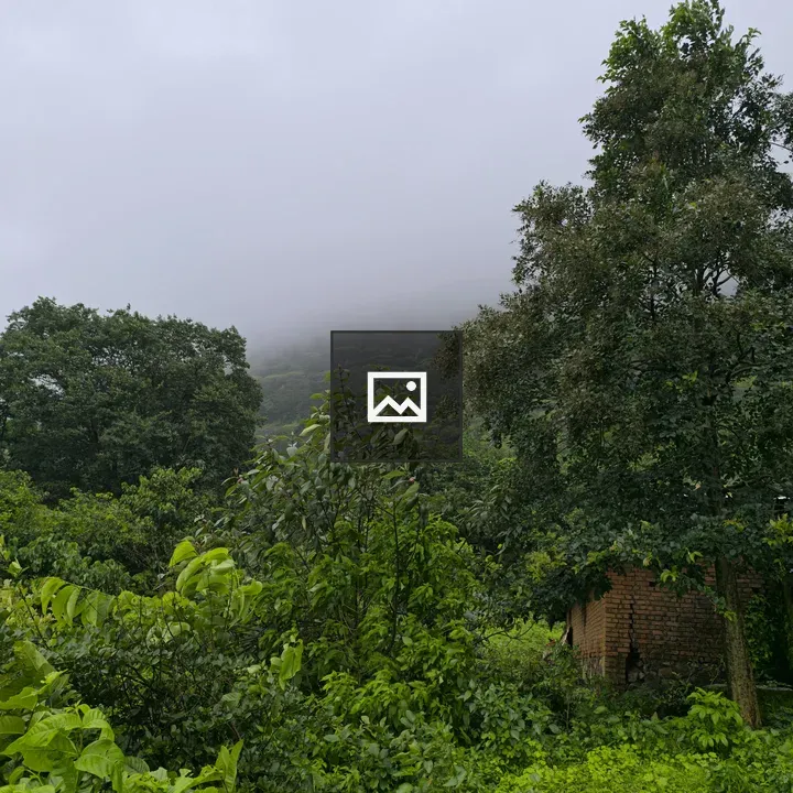 Forest Landscape in Fog