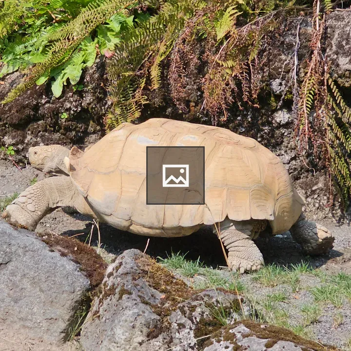 Sulcata tortoise in sunny enclosure