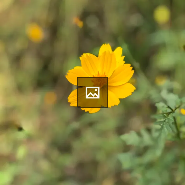 Single yellow flower close-up