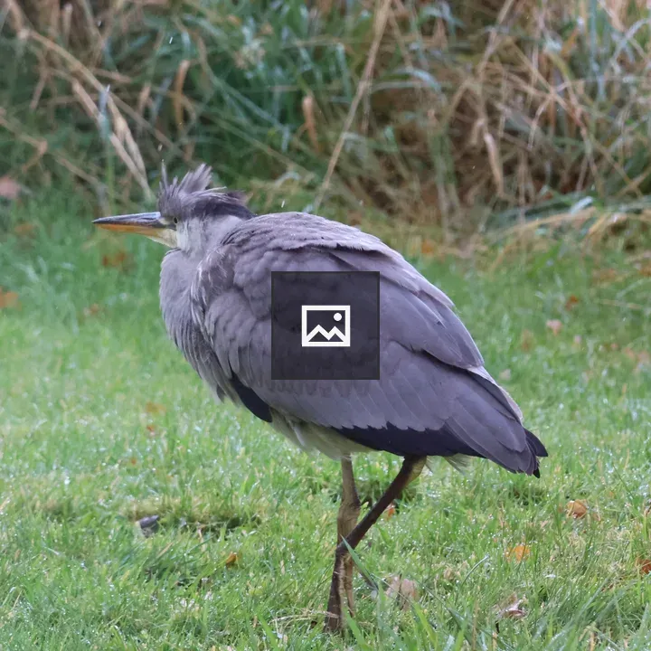 Grey Heron on Grass