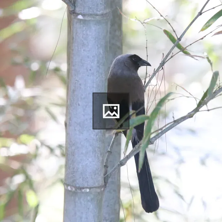 Grey Treepie on Bamboo Branch