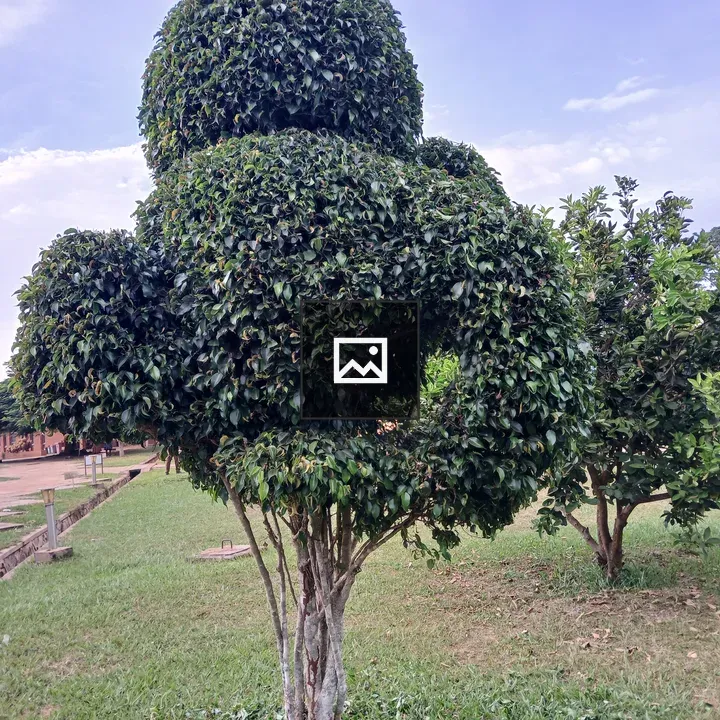Well-cut green plant in garden