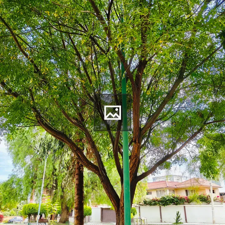 Leafy tree in urban park
