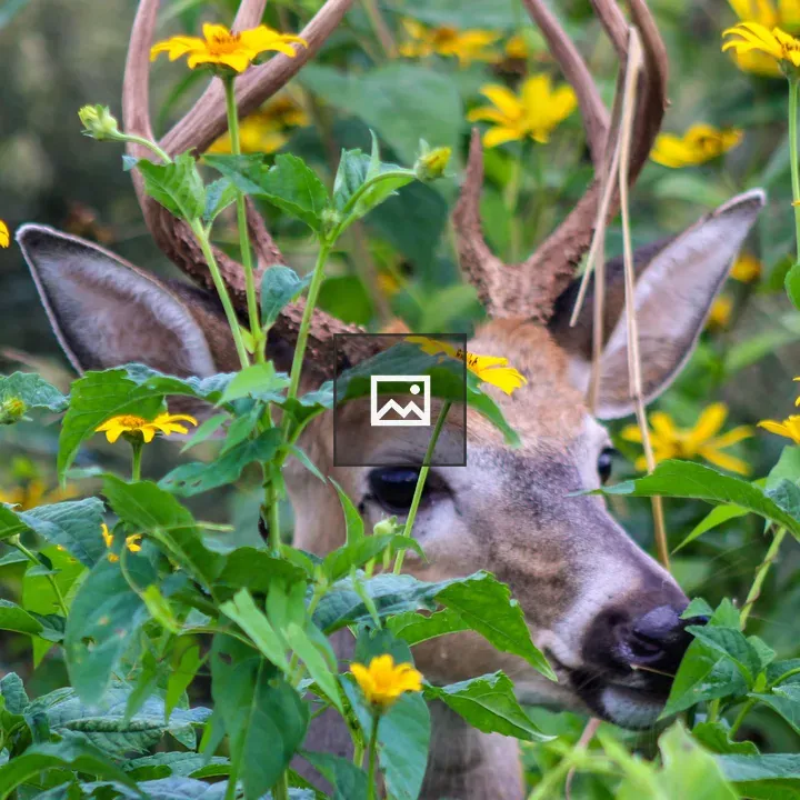 Buck deer among flowers