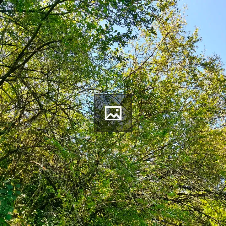 Green Foliage with Sunlight