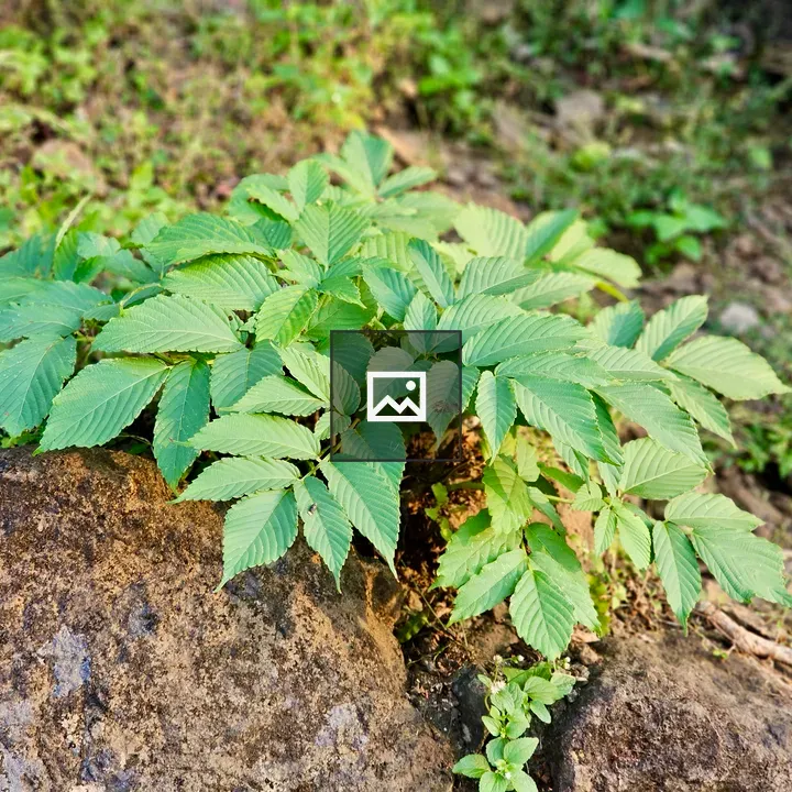 Green plant beside rock