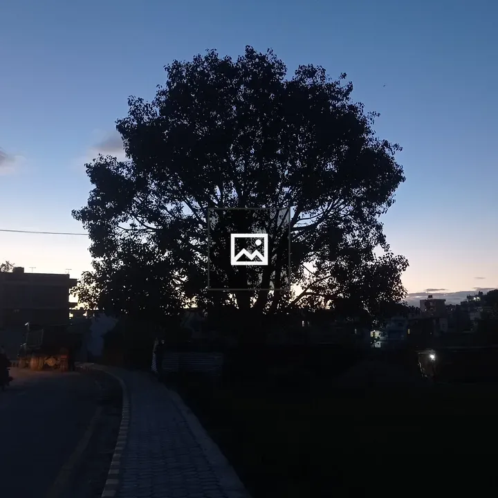 Tree in dusk scene