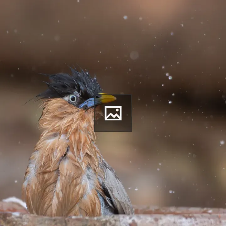 Brahminy Starling Bathing