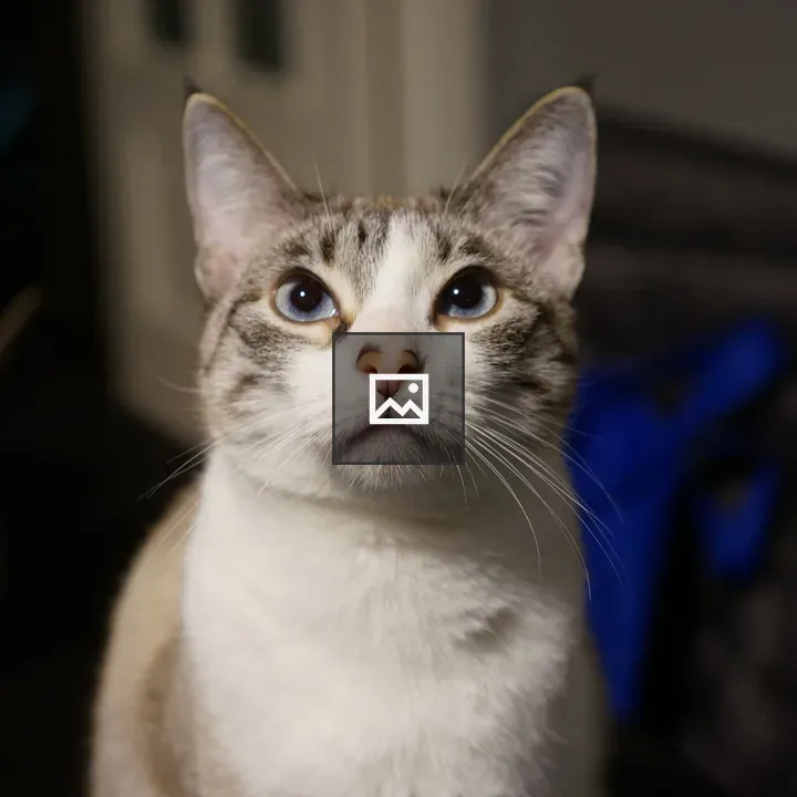 Cat with White and Gray Fur