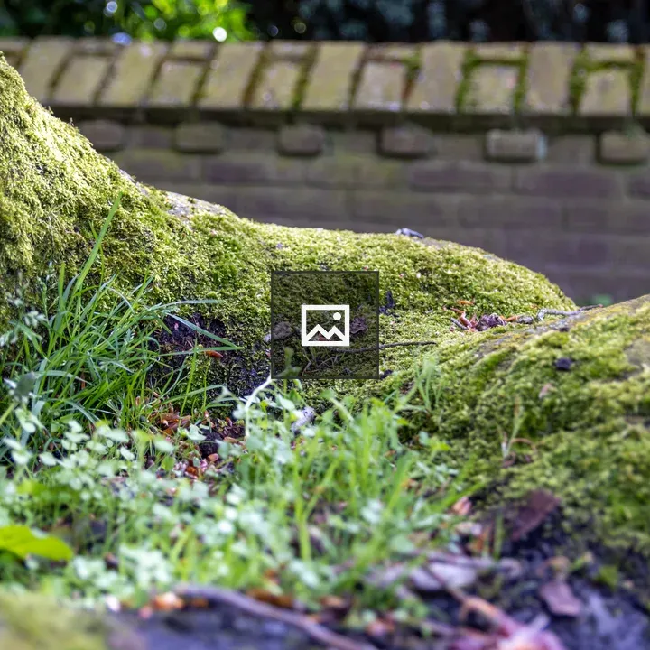 Base of a tree with moss