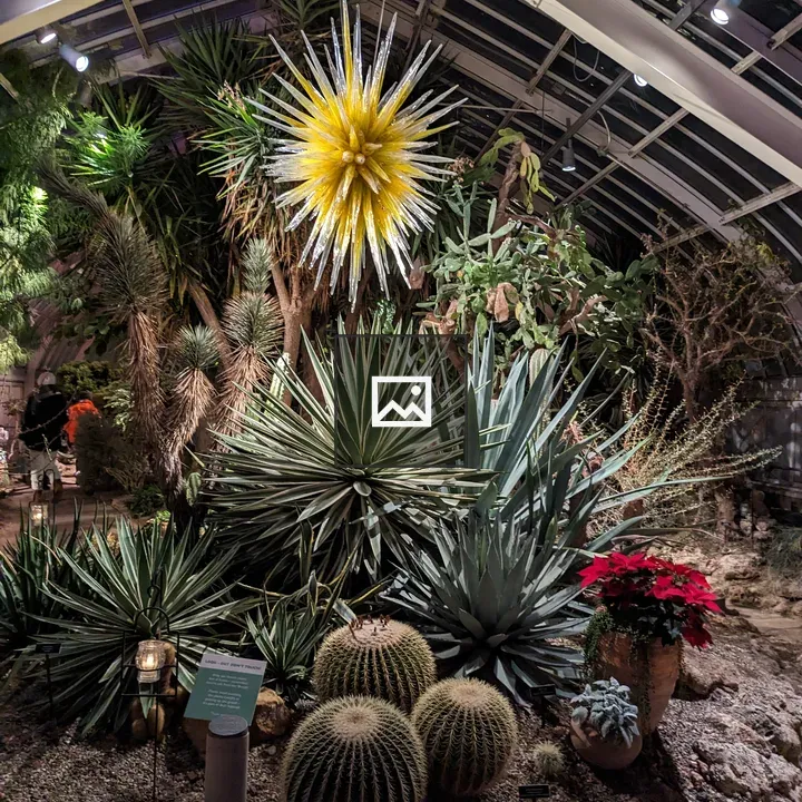 Round cacti in greenhouse at night