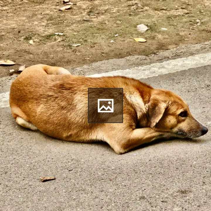 Indian street dog in Gulabbagh