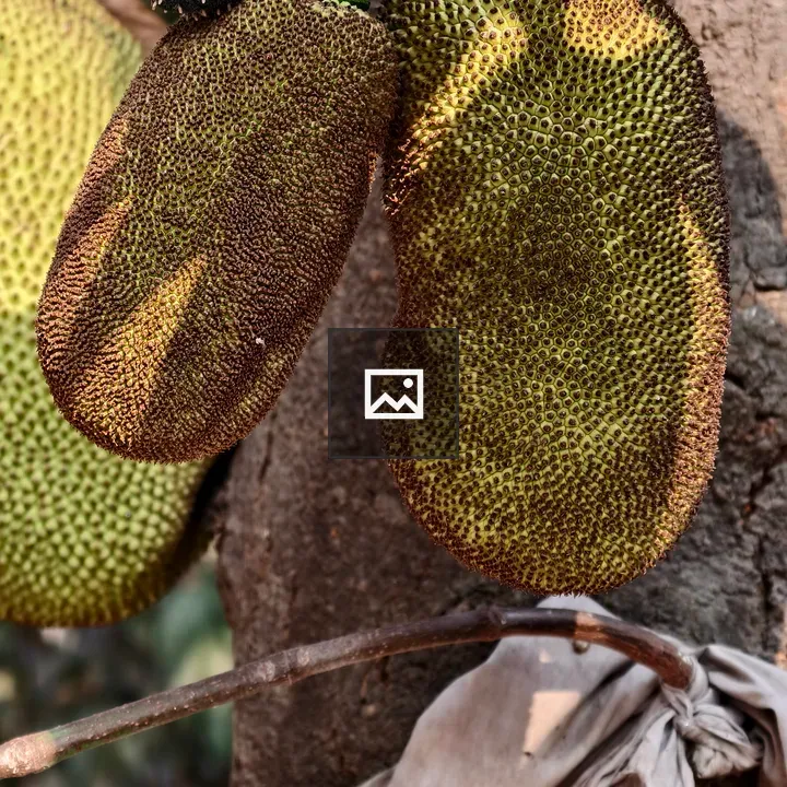 Jackfruit Pair Hanging on Tree