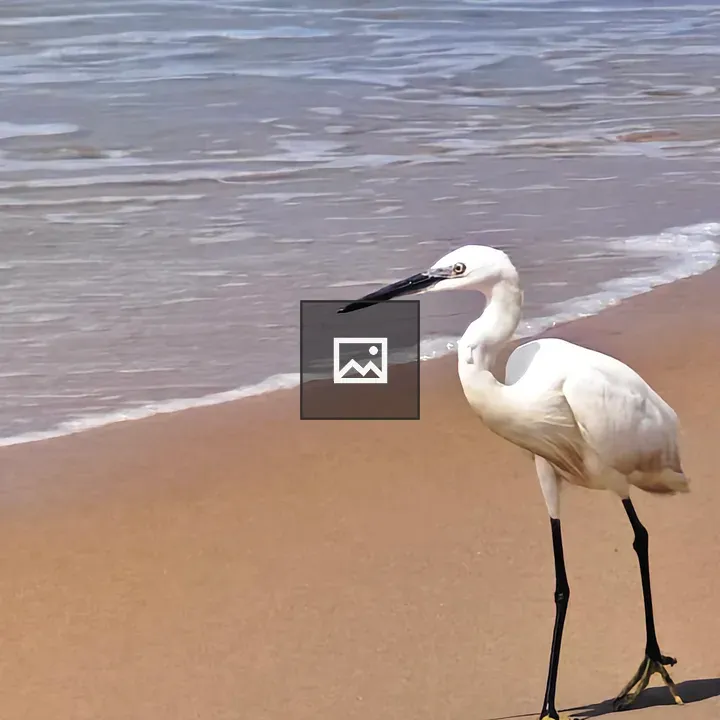 White Bird on Sandy Beach