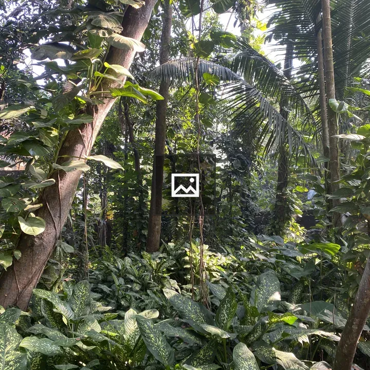 Dense tropical jungle scene