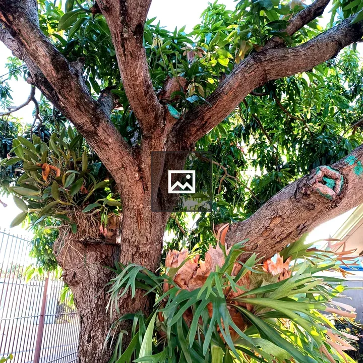 Mature Mango Tree over 30 Years