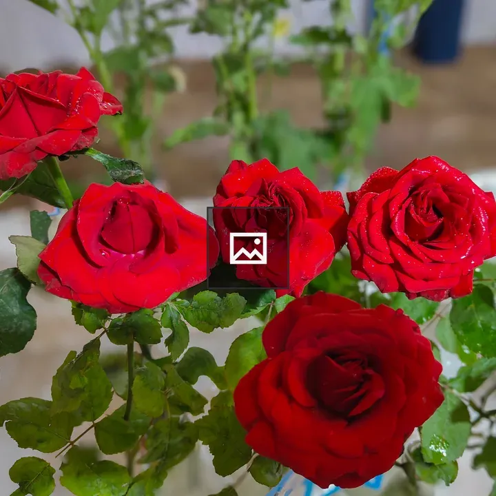 Five Red Roses Close-Up