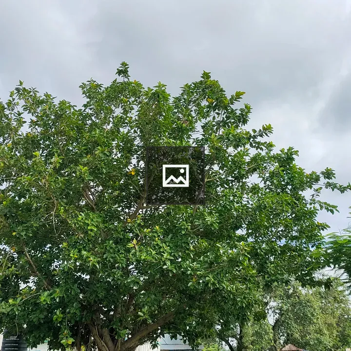 Big tree with green foliage