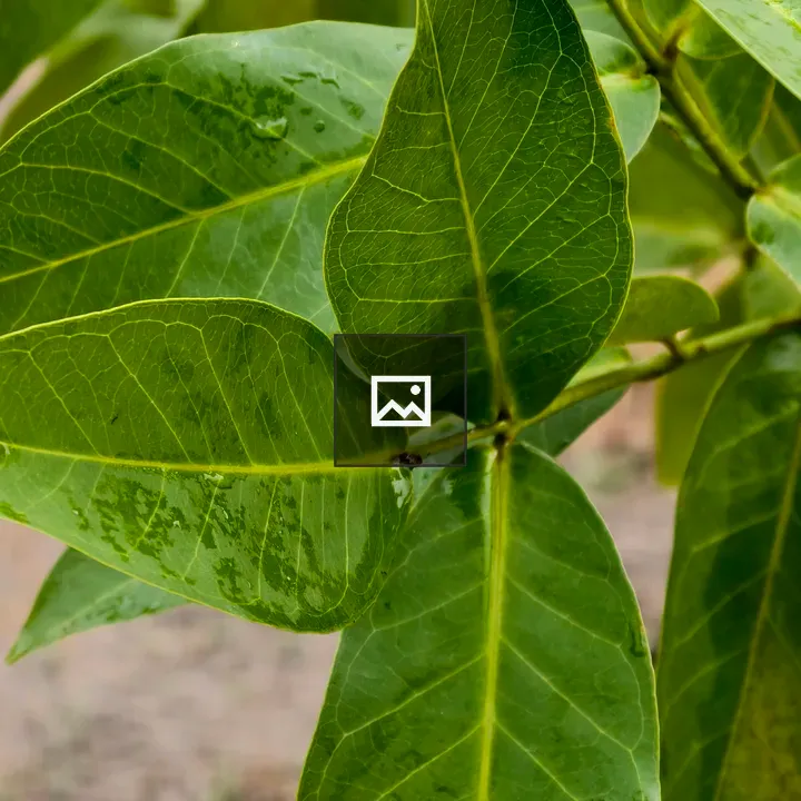 Large green leaves with veins