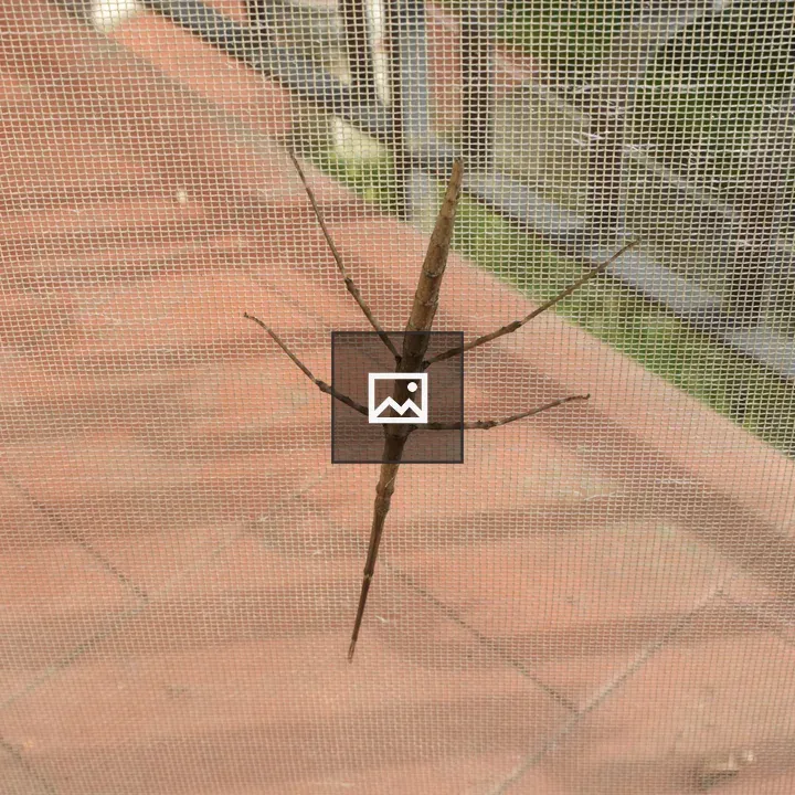 Stick insect on mesh screen