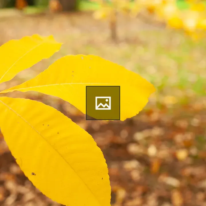 Yellow Leaf on Blurred Background