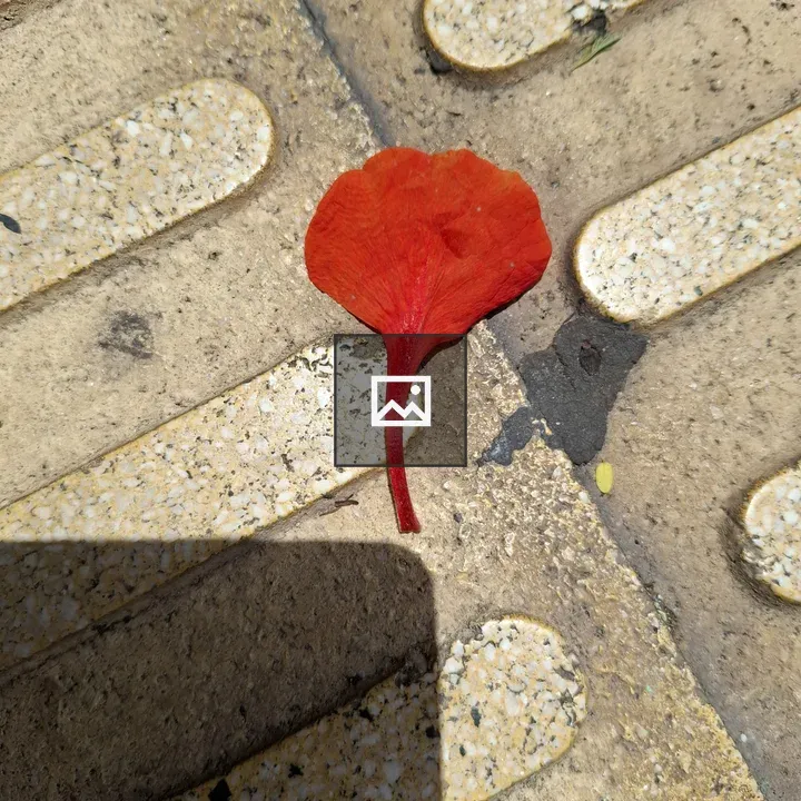 Red Flower Petal on Sidewalk