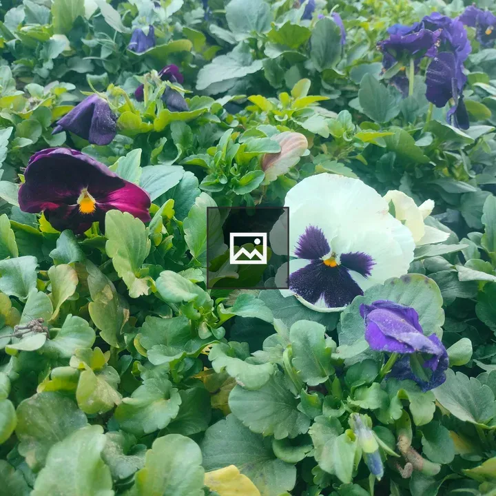 Purple and white pansies
