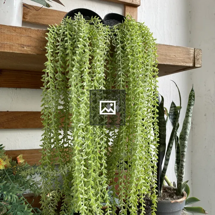 Potted plants on wooden shelf