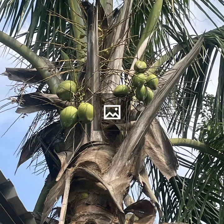 Coconut tree with young coconuts