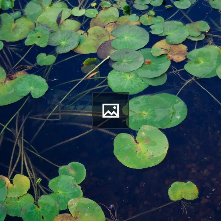 Leaf and water in nature