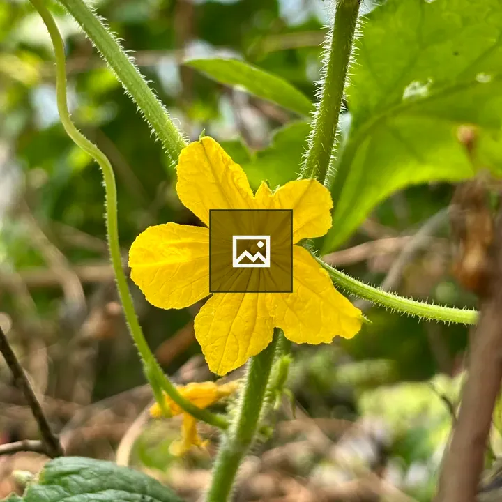Yellow cucumber flower