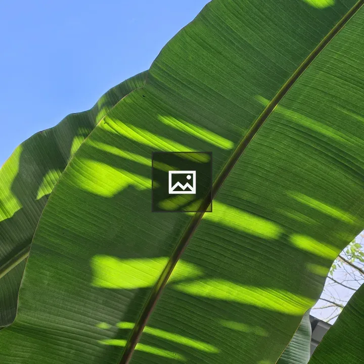 Close-up of Green Banana Leaves