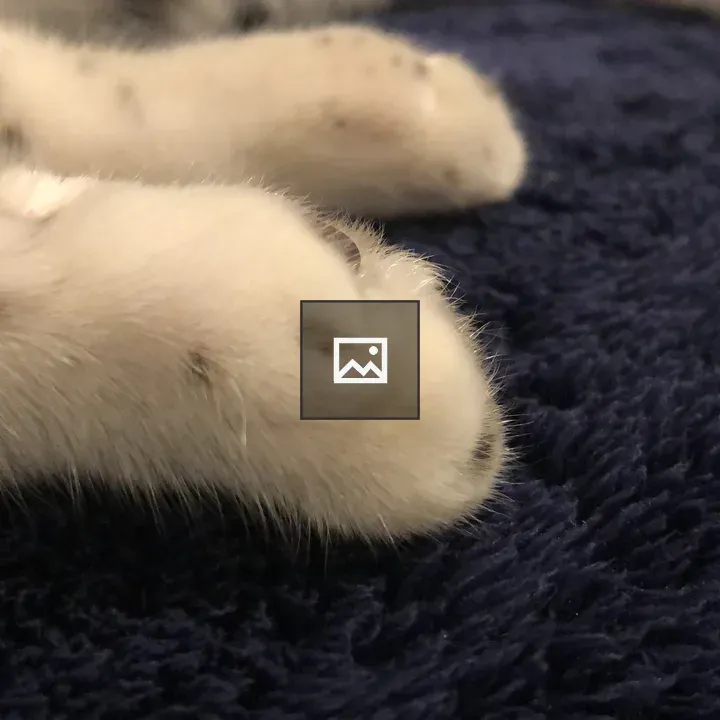Closeup of a Cat's Paw