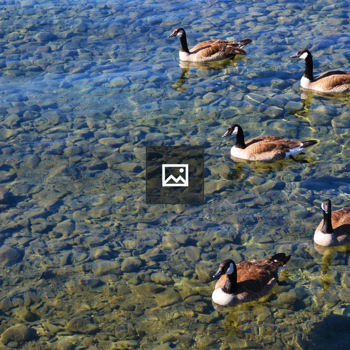Ducks Swimming in Clear Lake