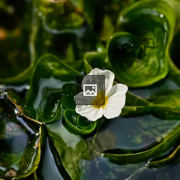 Delicate white flower on water