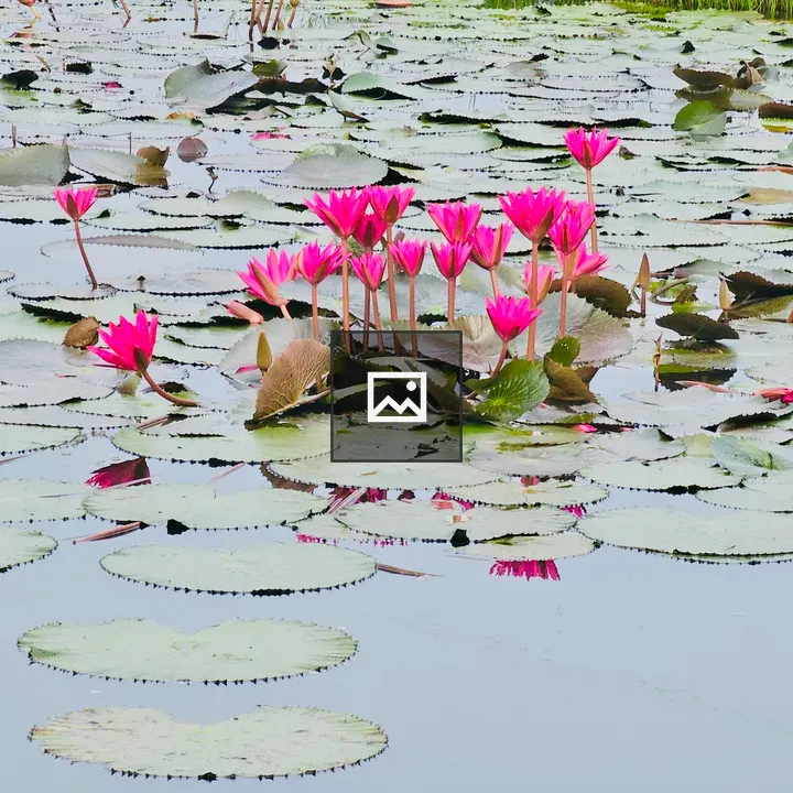 Water lilies on calm water