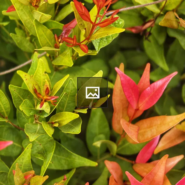 Close-up Foliage with Buds