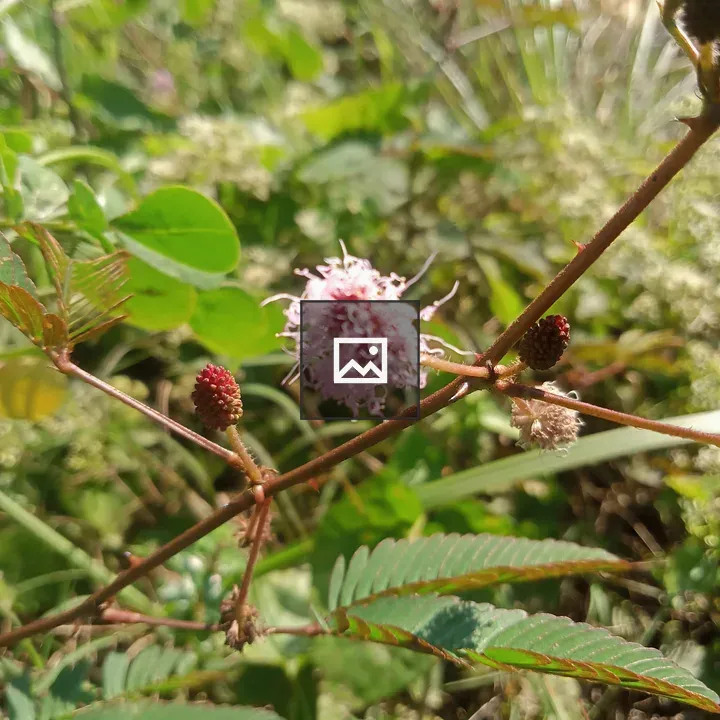 Close-up Plant Branch with Pink Flowers