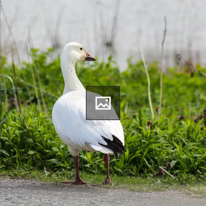 Snow Goose
