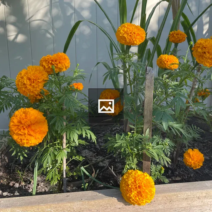 Marigolds in Wooden Planter