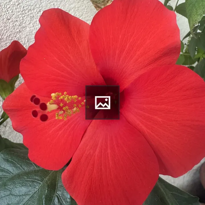 Red hibiscus macro close-up