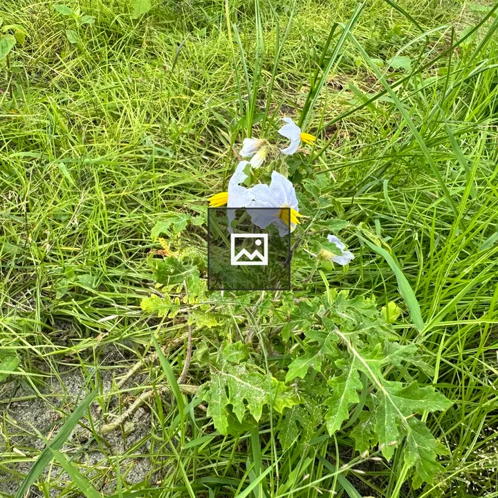 A small flowering plant with pale purple flowers