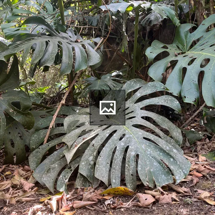 Monstera plants on forest floor