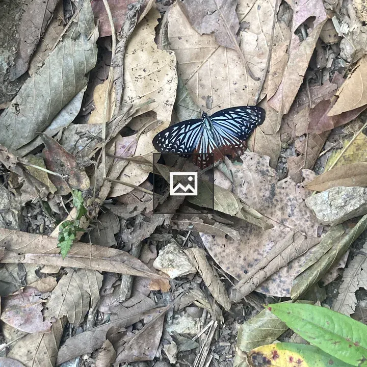 Blue butterfly on leaves