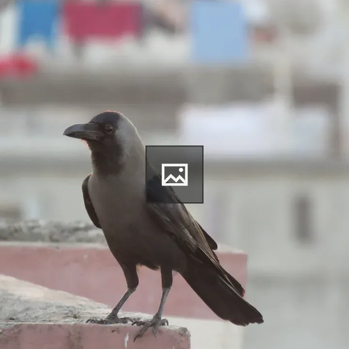 Crow on Roof of Terrace