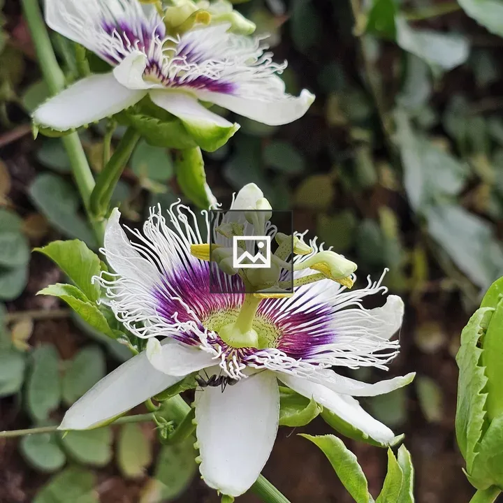 Passion fruit flower blossoms