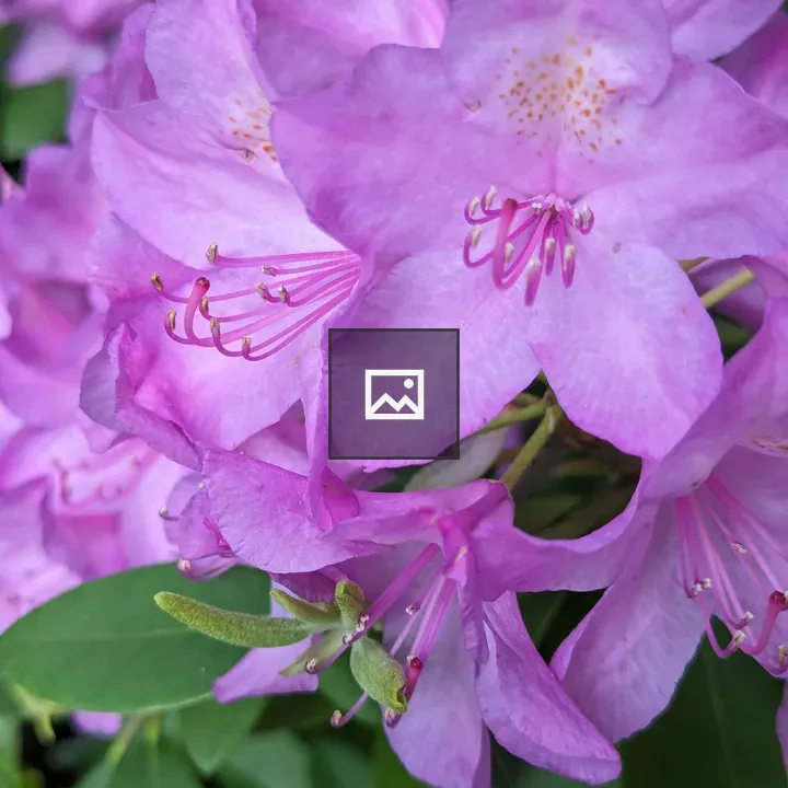 Pink flowers with new green leaves