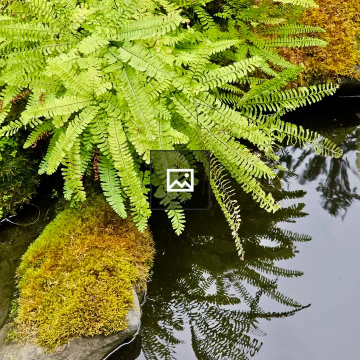 Fern leaves over pond reflection